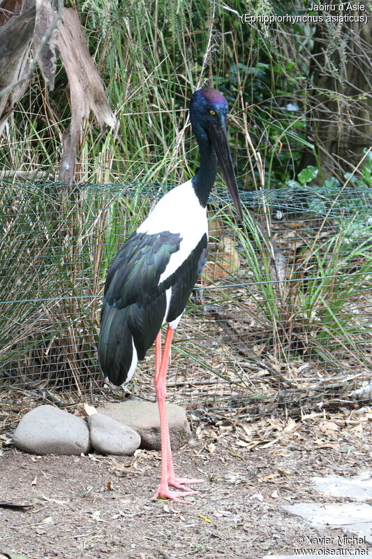 Black-necked Storkadult, identification
