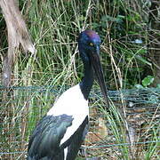 Black-necked Stork