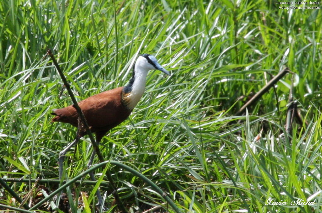 Jacana à poitrine dorée