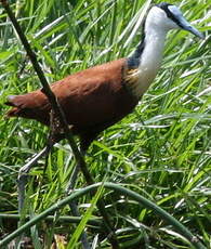 Jacana à poitrine dorée