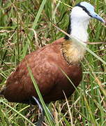 Jacana à poitrine dorée