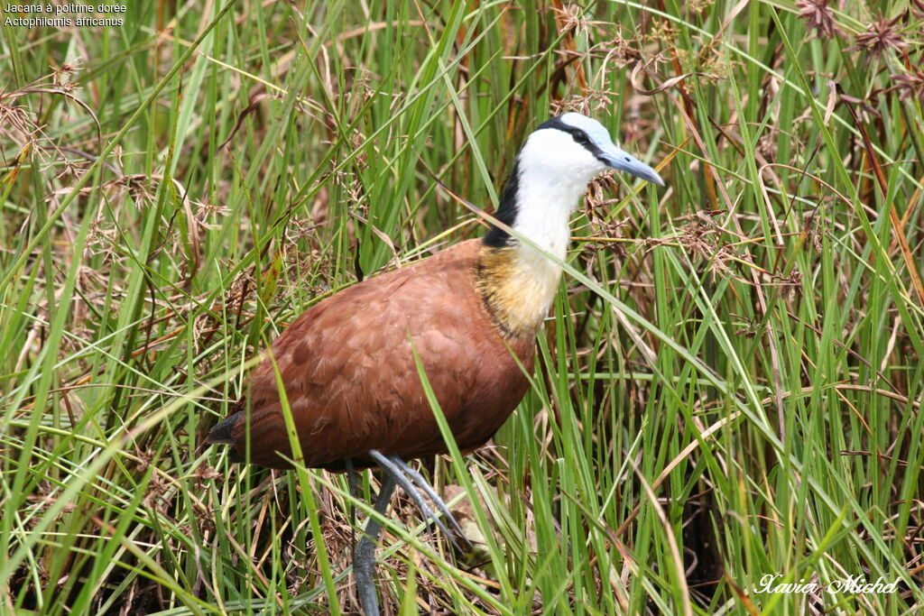 African Jacana