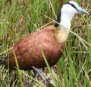 Jacana à poitrine dorée