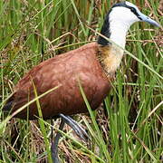 Jacana à poitrine dorée