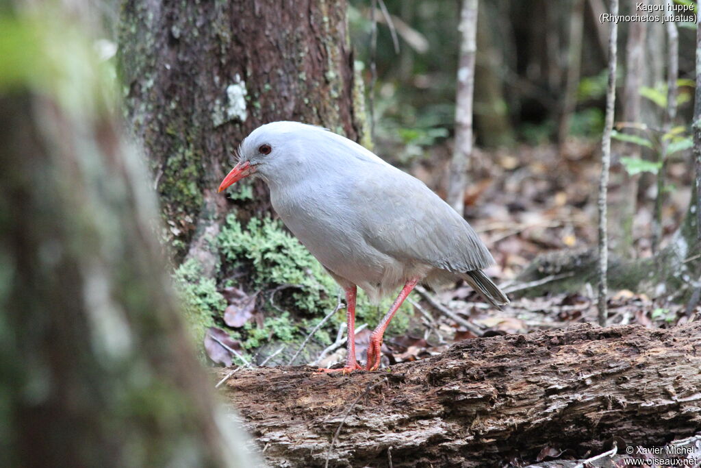 Kagu