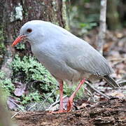 Kagu