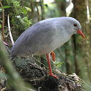 Kagu