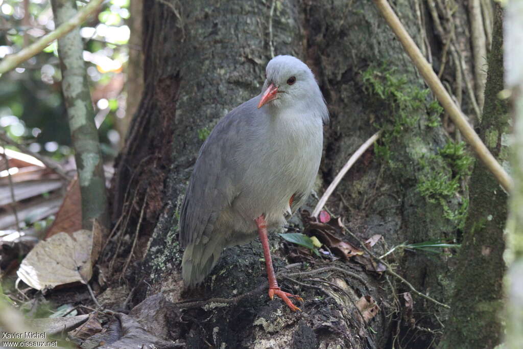 Kagou huppé, habitat