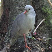 Kagu