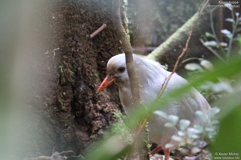 Kagu