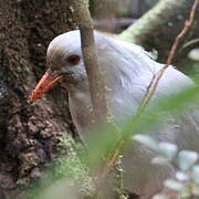 Kagu