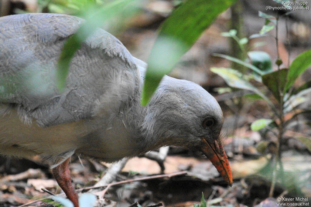 Kagu