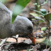 Kagu