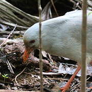 Kagu