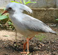 Kagu