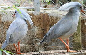 Kagu