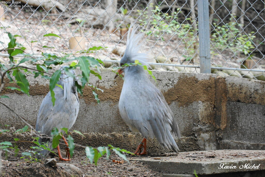 Kaguadult, courting display