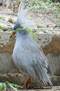 Kagu