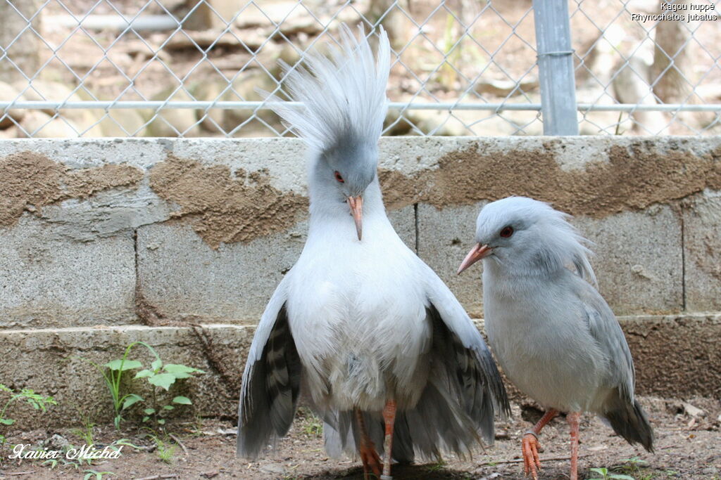 Kaguadult, courting display