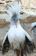 Kagu