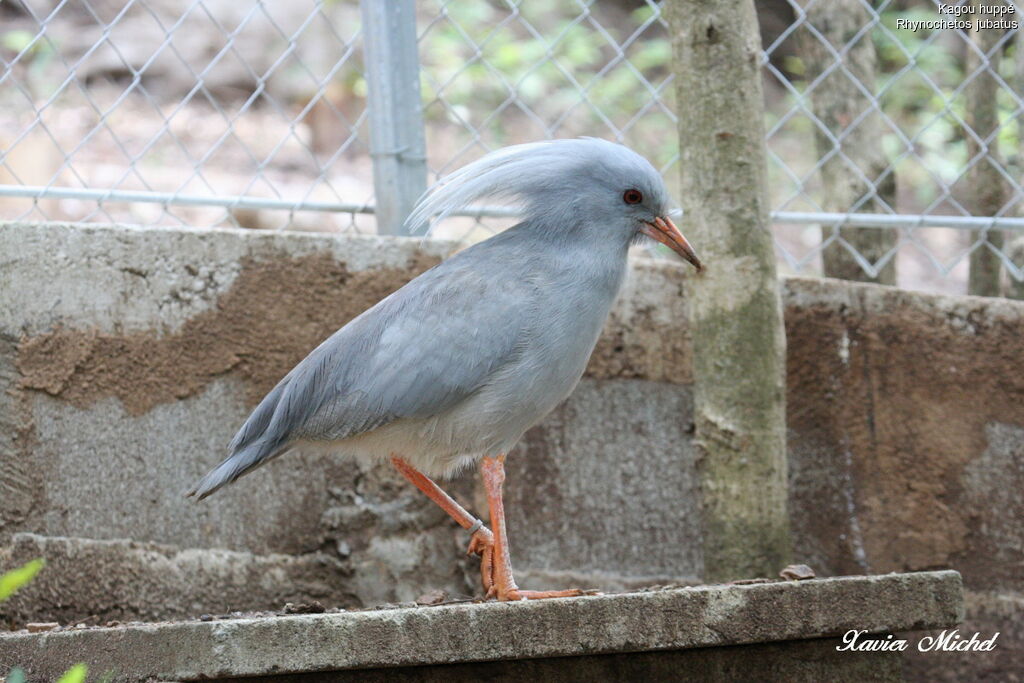 Kagou huppéadulte, identification