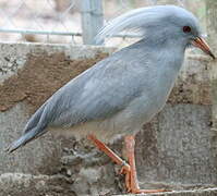 Kagu