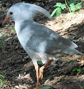 Kagu