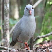 Kagu