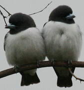 White-breasted Woodswallow