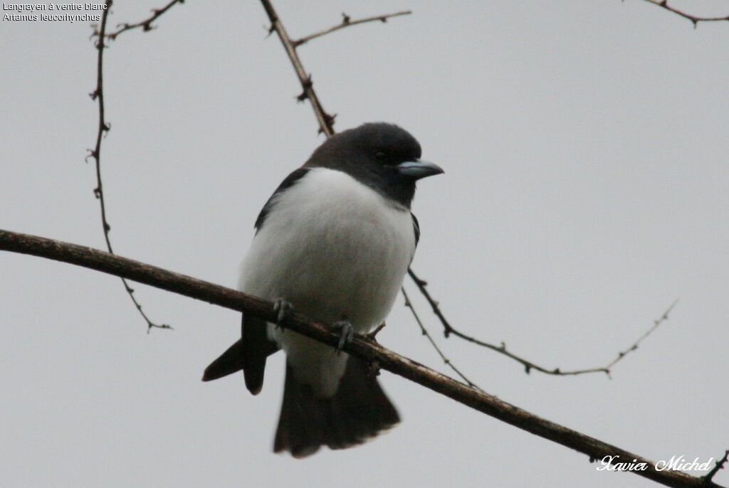 Langrayen à ventre blanc, identification