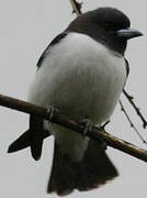 White-breasted Woodswallow