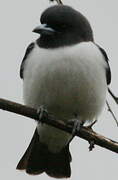 White-breasted Woodswallow