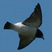 White-breasted Woodswallow