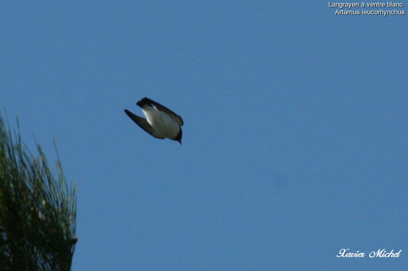 White-breasted Woodswallow, Flight