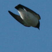 White-breasted Woodswallow