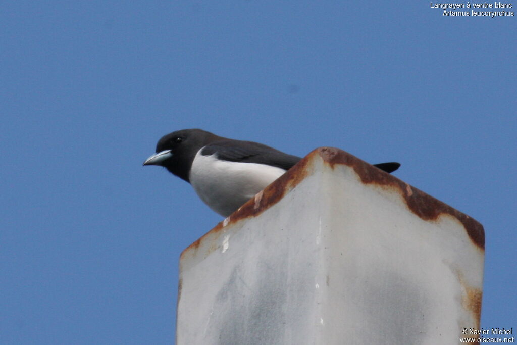 White-breasted Woodswallowadult, identification