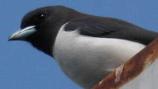 White-breasted Woodswallow