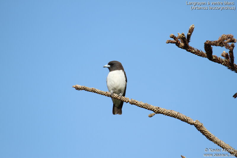 White-breasted Woodswallow