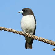 White-breasted Woodswallow