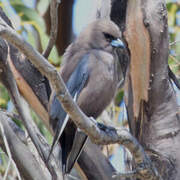 Dusky Woodswallow