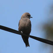 Dusky Woodswallow