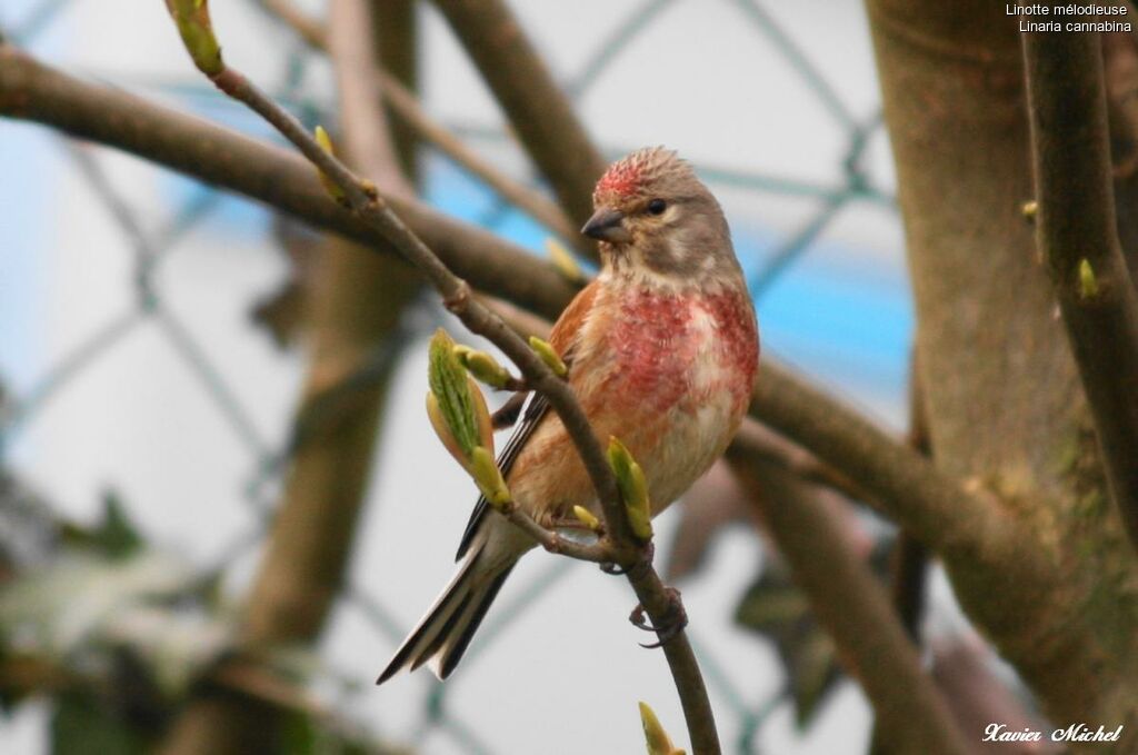 Linotte mélodieuse mâle adulte nuptial