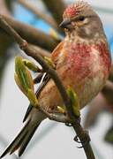 Common Linnet