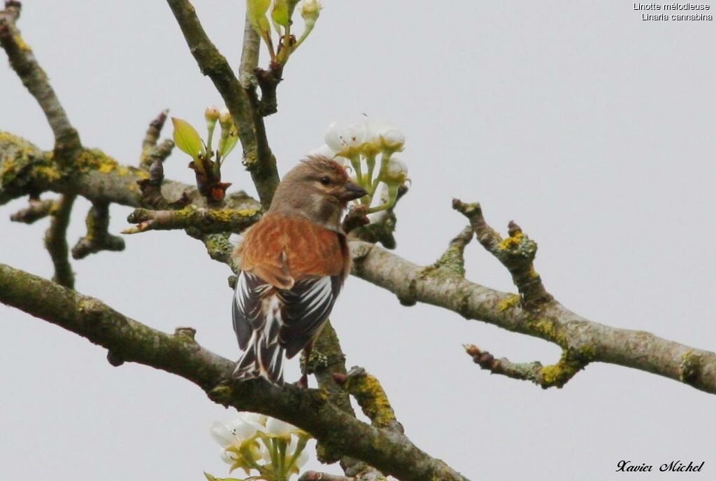 Linotte mélodieuse mâle adulte nuptial