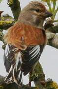 Common Linnet