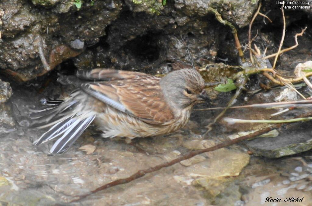 Common Linnet female adult breeding