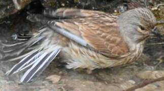 Common Linnet