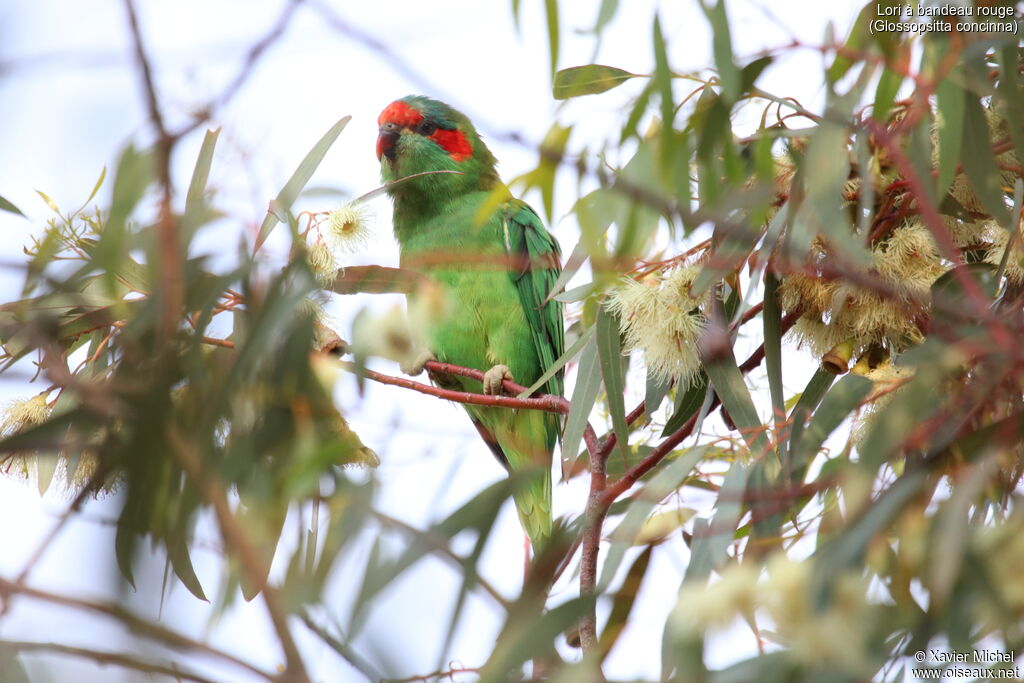 Musk Lorikeetadult, identification