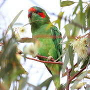 Musk Lorikeet