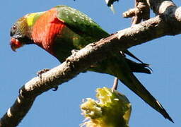 Coconut Lorikeet